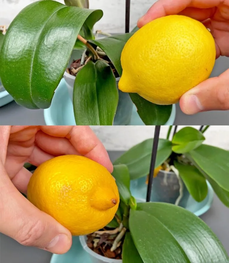 Scoperta scioccante! Perché aggiungere il limone alle orchidee può rivoluzionare la tua cultura?
